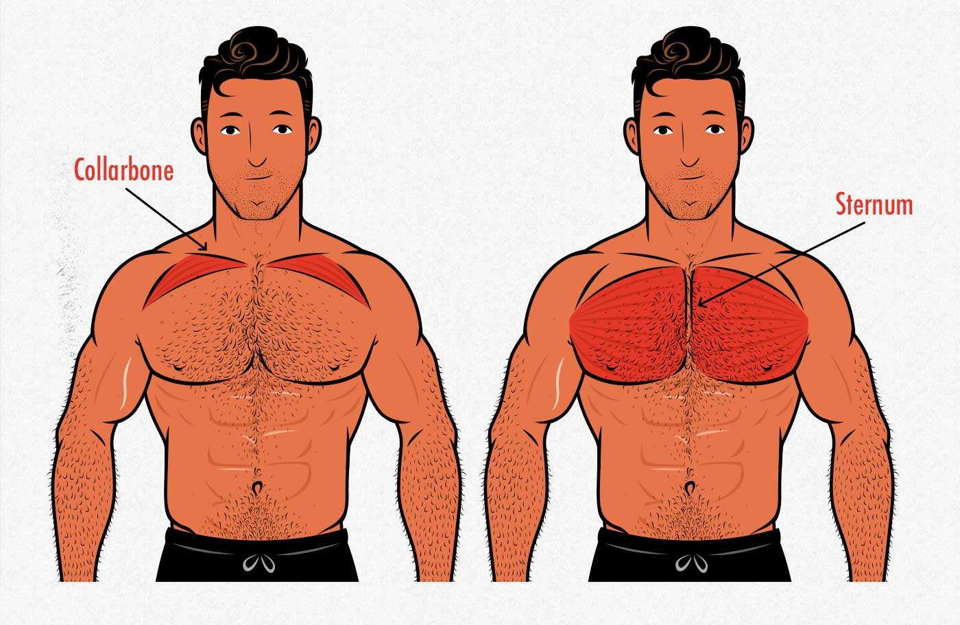 Illustration showing the anatomy of our upper chest.
