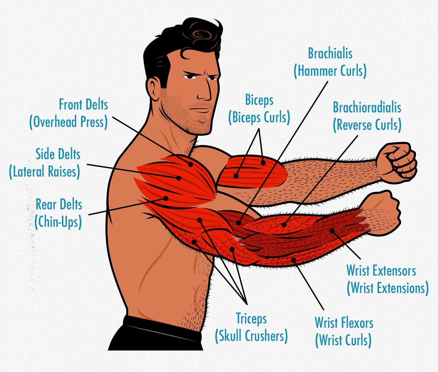 Diagram showing the anatomy of the muscles in our arms, as well as which bodybuilding exercises are best for them.
