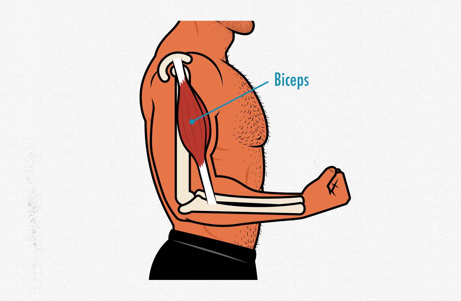 Illustration showing the anatomy of the biceps muscle for bodybuilders.