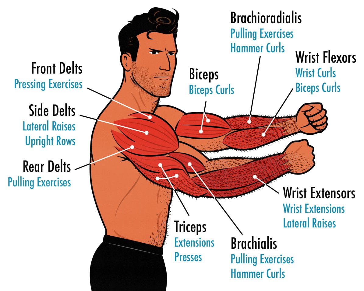 Muscle anatomy diagram showing the best exercises for building bigger arm muscles.