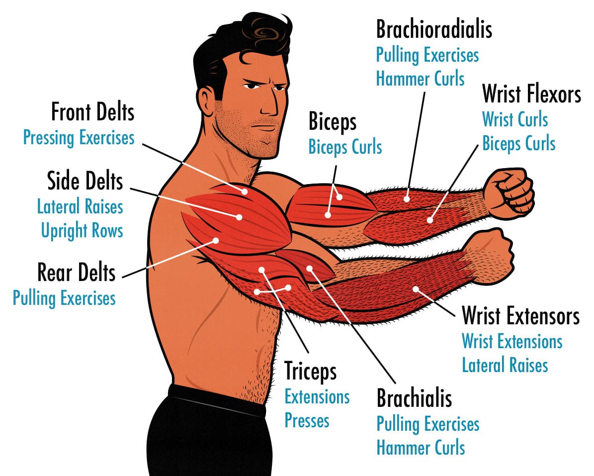 Best Arm Exercises For Men Online Bellvalefarms