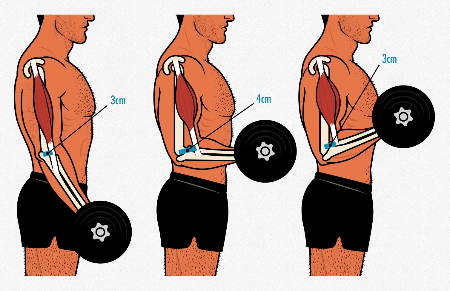Diagram showing the strength curve of a dumbbell biceps curl.
