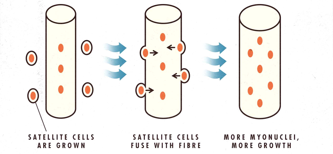 Newbie gains science diagram