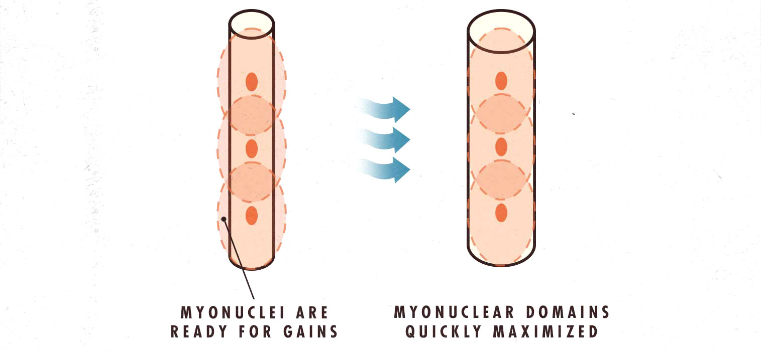 Skinny-fat genetics muscle loss and regain