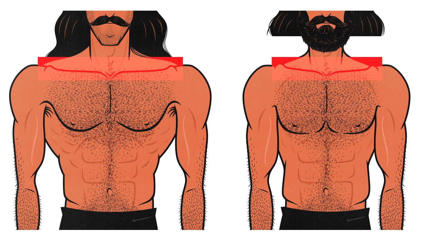 Illustration showing that the length of our collarbones affects how broad our shoulders are.