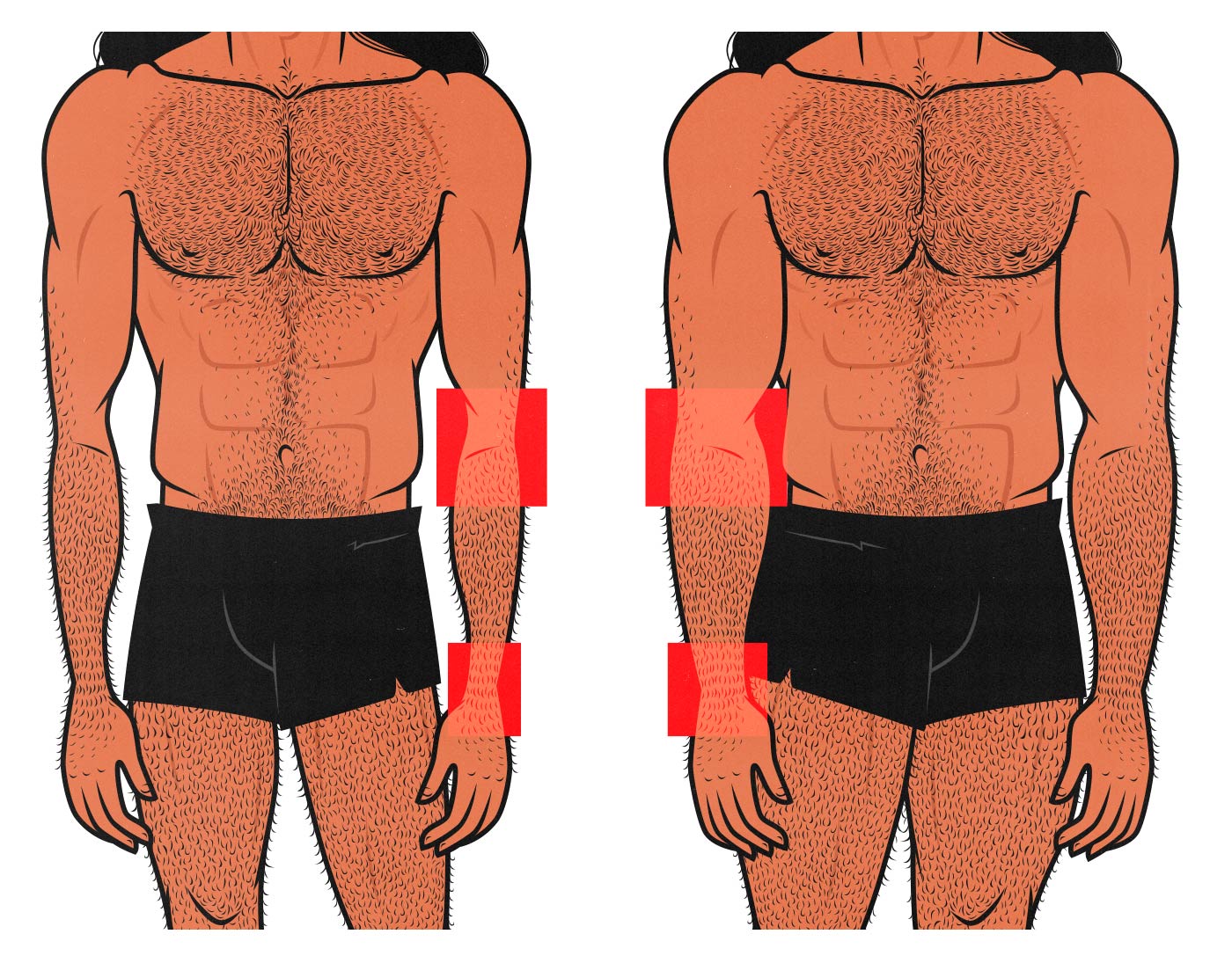 Illustration comparing an easygainer with thick bones against a hardgainer with thin bones.