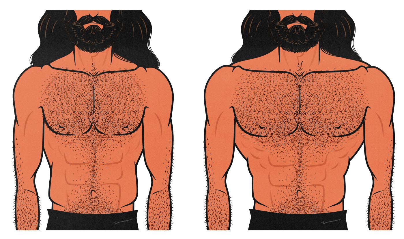 Illustration showing how bodybuilders with longer collarbones have wider chests.