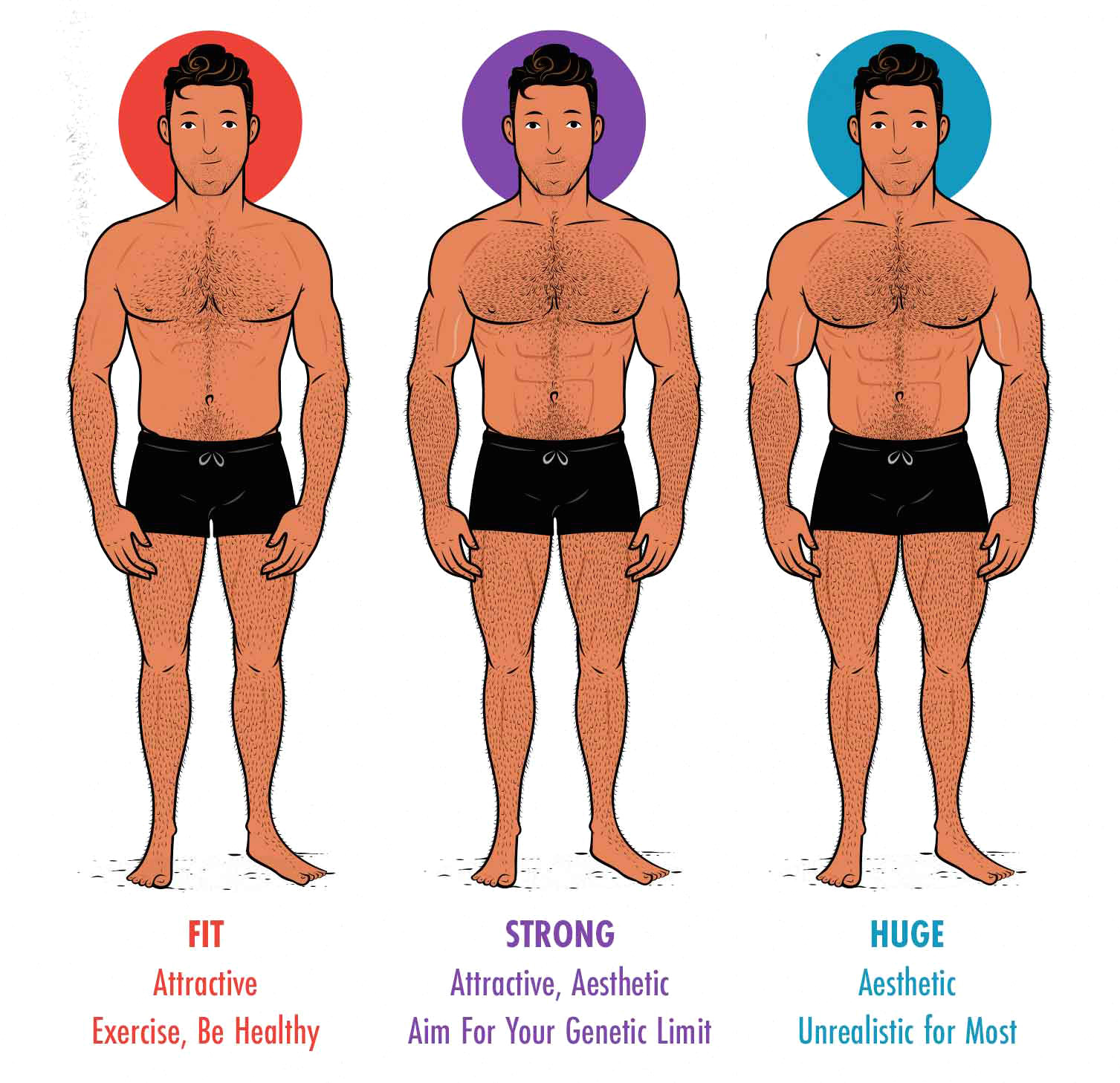 Diagram showing the differences between the most attractive and the most aesthetic male bodies.