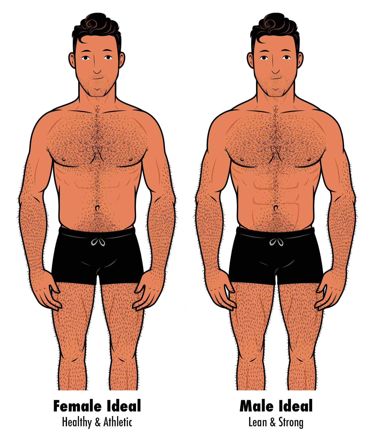 Illustration showing the bodies rated as most attractive by women and ideal by men.