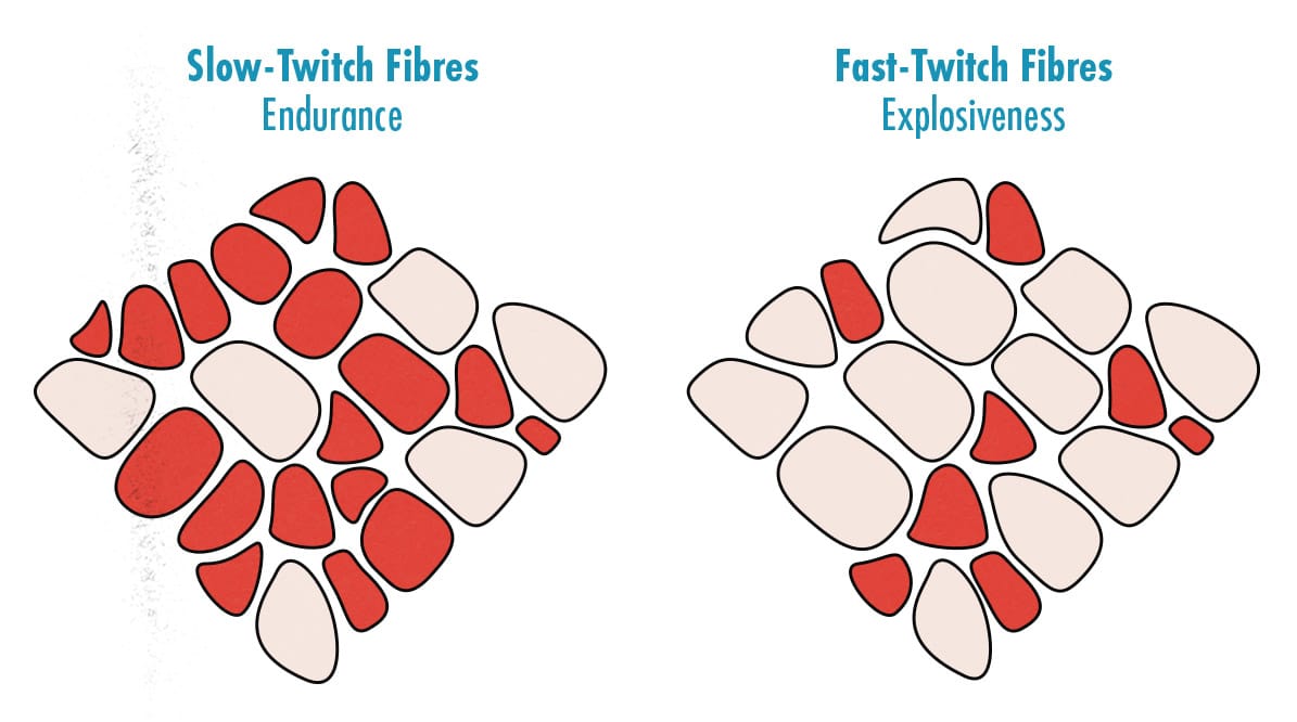 illustration showing the difference between fast-twitch and slow-twitch muscle fibres.