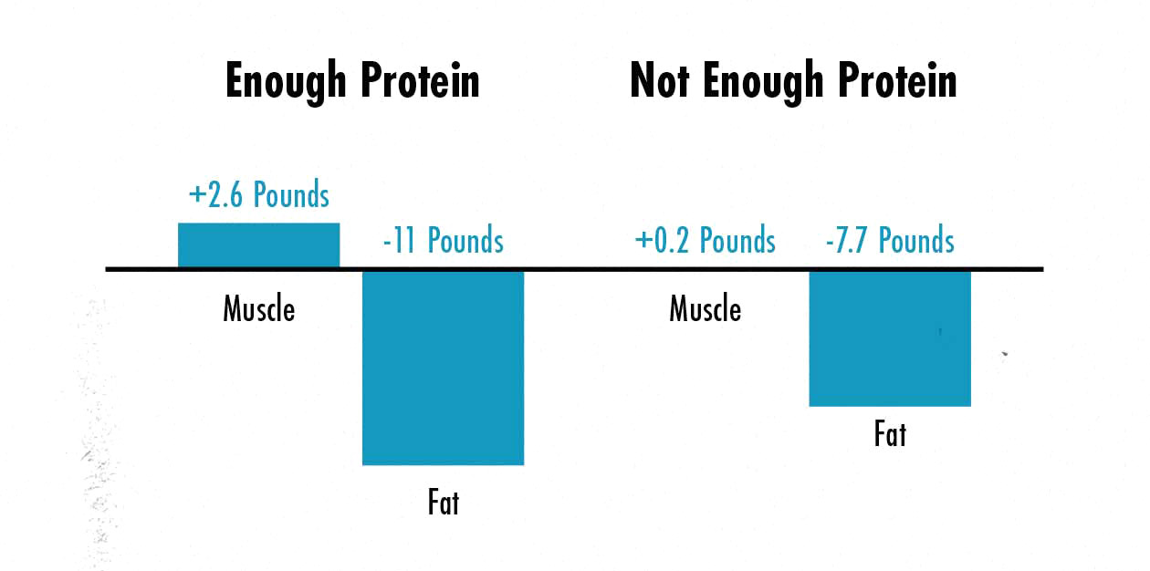 Graph showing simultaneous muscle growth and fat loss when training is combined with sufficient protein intake.