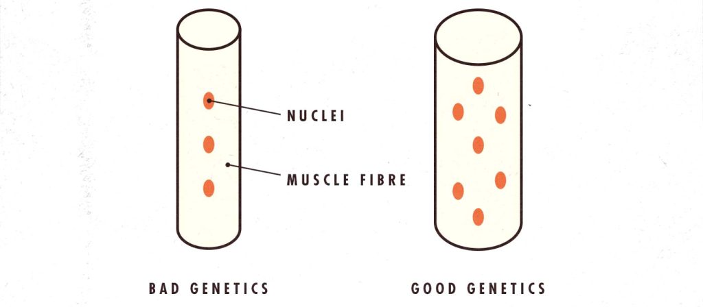 Skinny-fat can depend on muscle fibre genetics