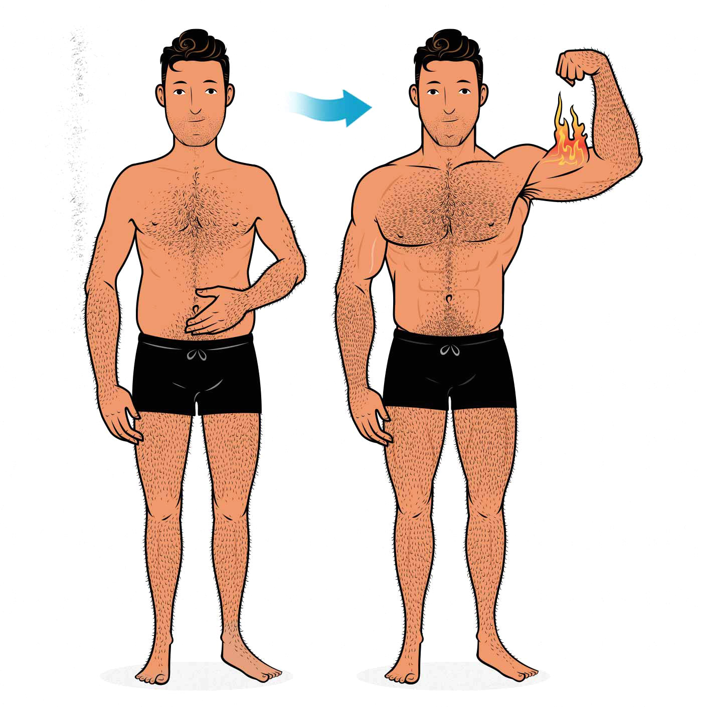 Illustration of a skinny fat man bulking and cutting to become muscular.