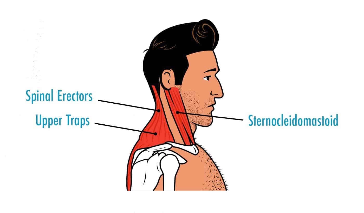 Diagram of the muscles that give us a thicker neck.