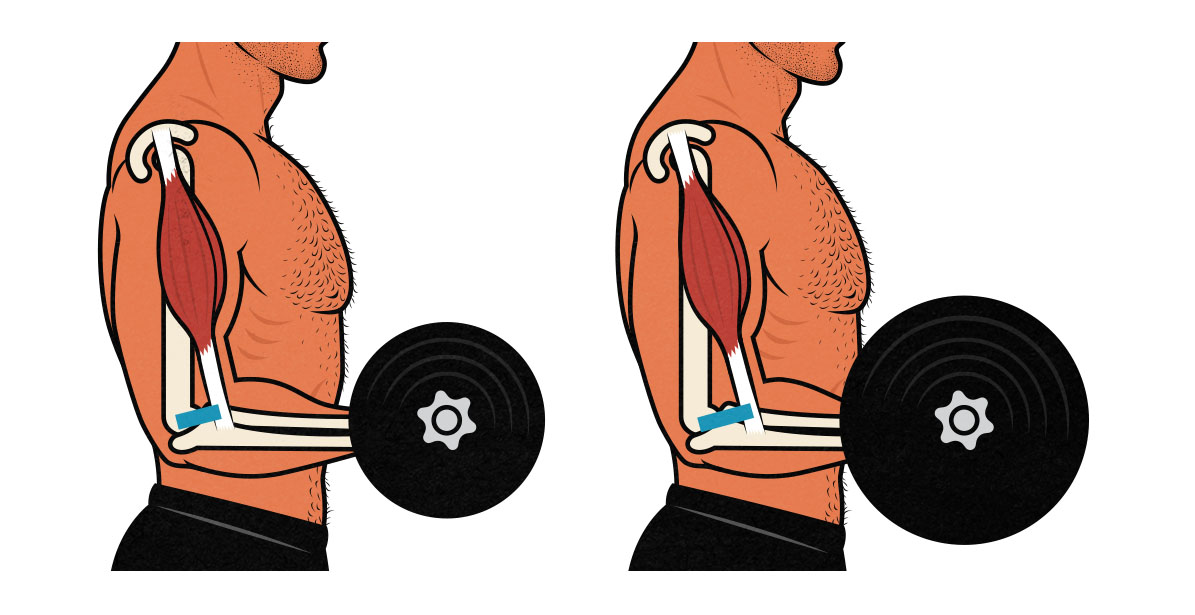 Illustration showing how muscle/tendon insertions affect our strength.