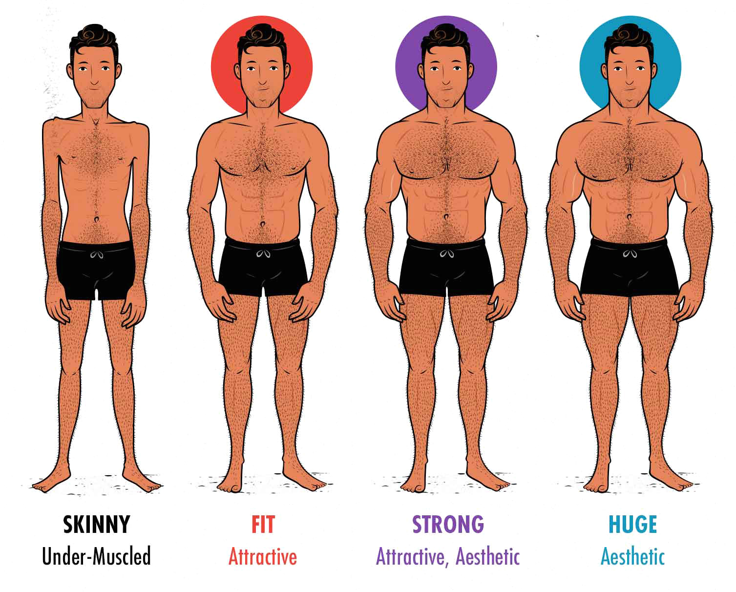 Diagram showing male muscularity and how it affects our attractiveness and aesthetics.