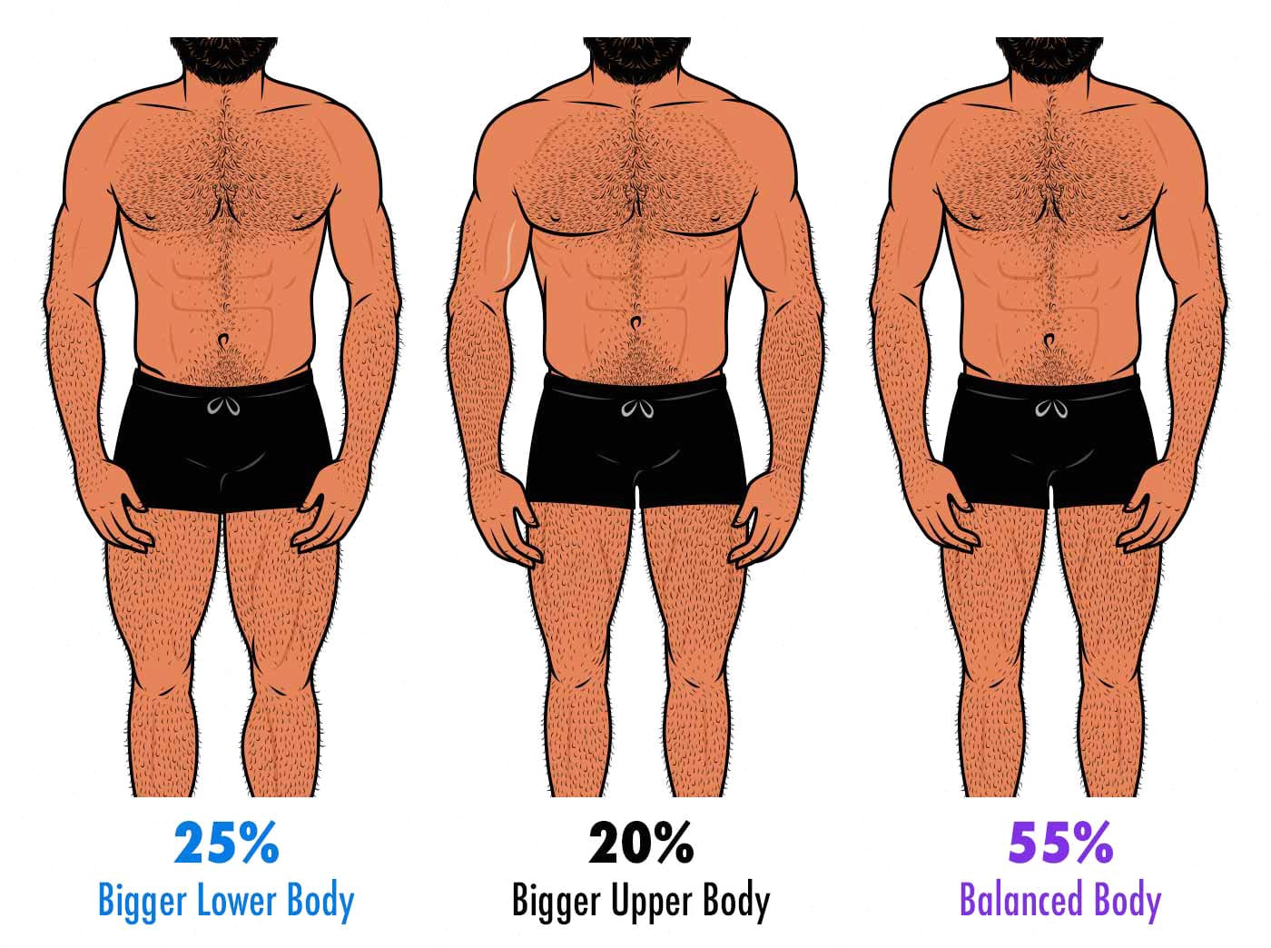 Illustration showing upper-body vs leg proportions in men.