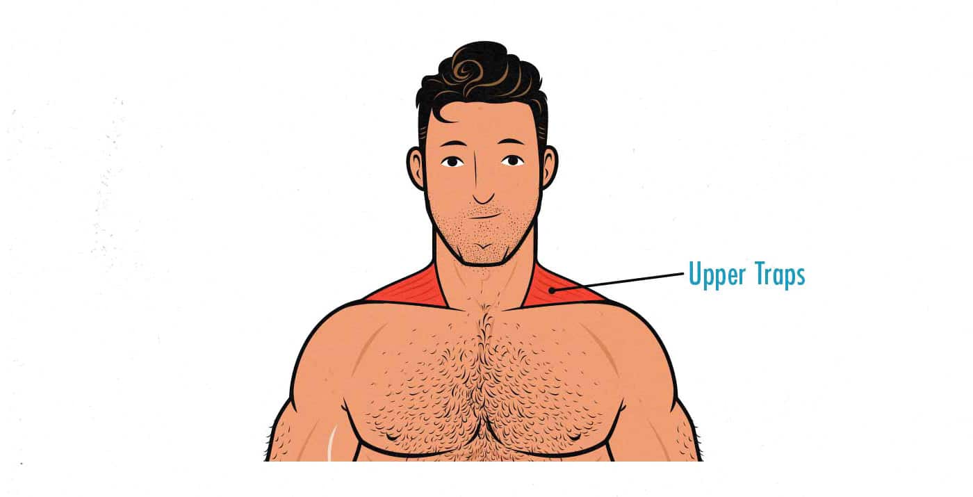 Illustration of the upper trap muscles.
