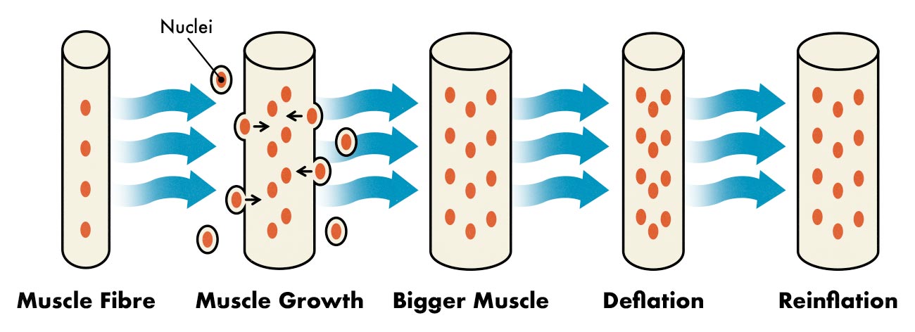 Diagram showing how we add myonuclei to our muscle fibres while building muscle.