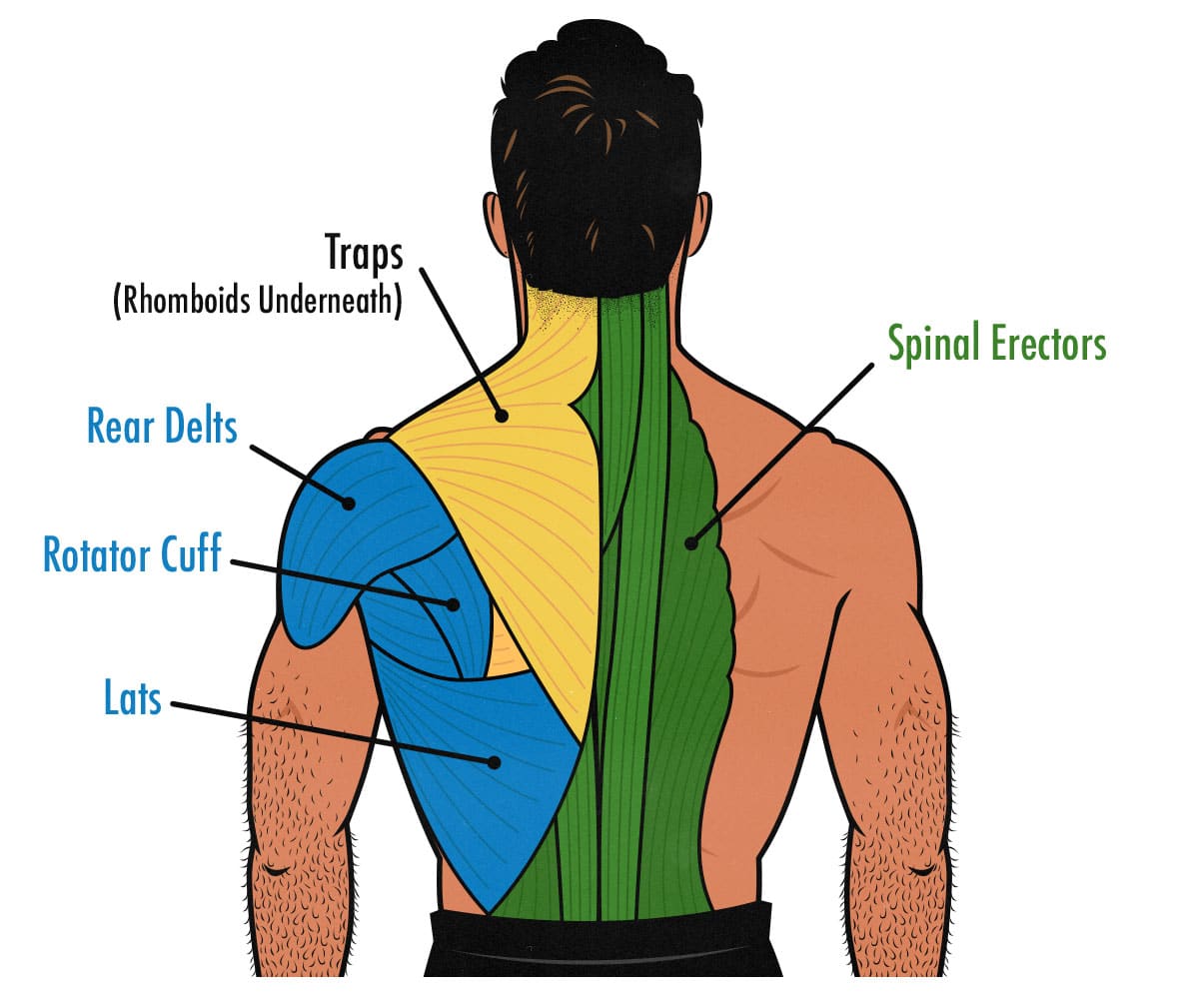 Diagram showing the anatomy of the different back muscles, including the traps, rear delts, rotator cuff, spinal erectors, and lats.