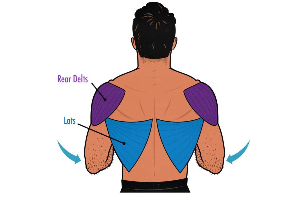 Illustration showing how to target your lat muscles.