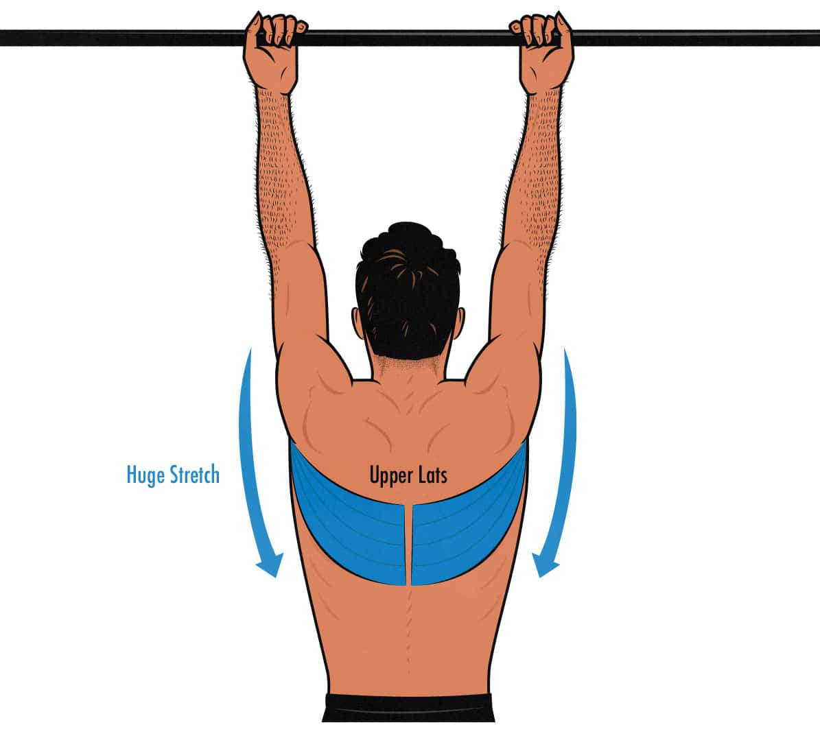 Diagram showing a bodybuilder targeting his upper lats with chin-ups.