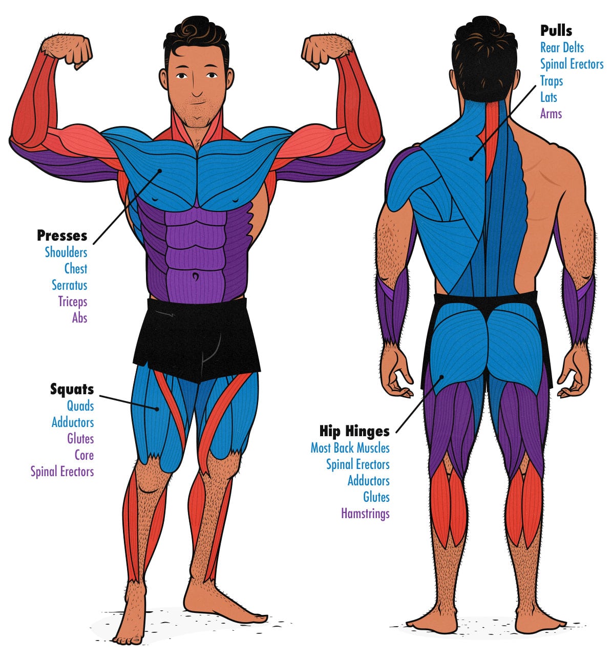Diagram showing the muscles worked by compound lifts when lifting weights.