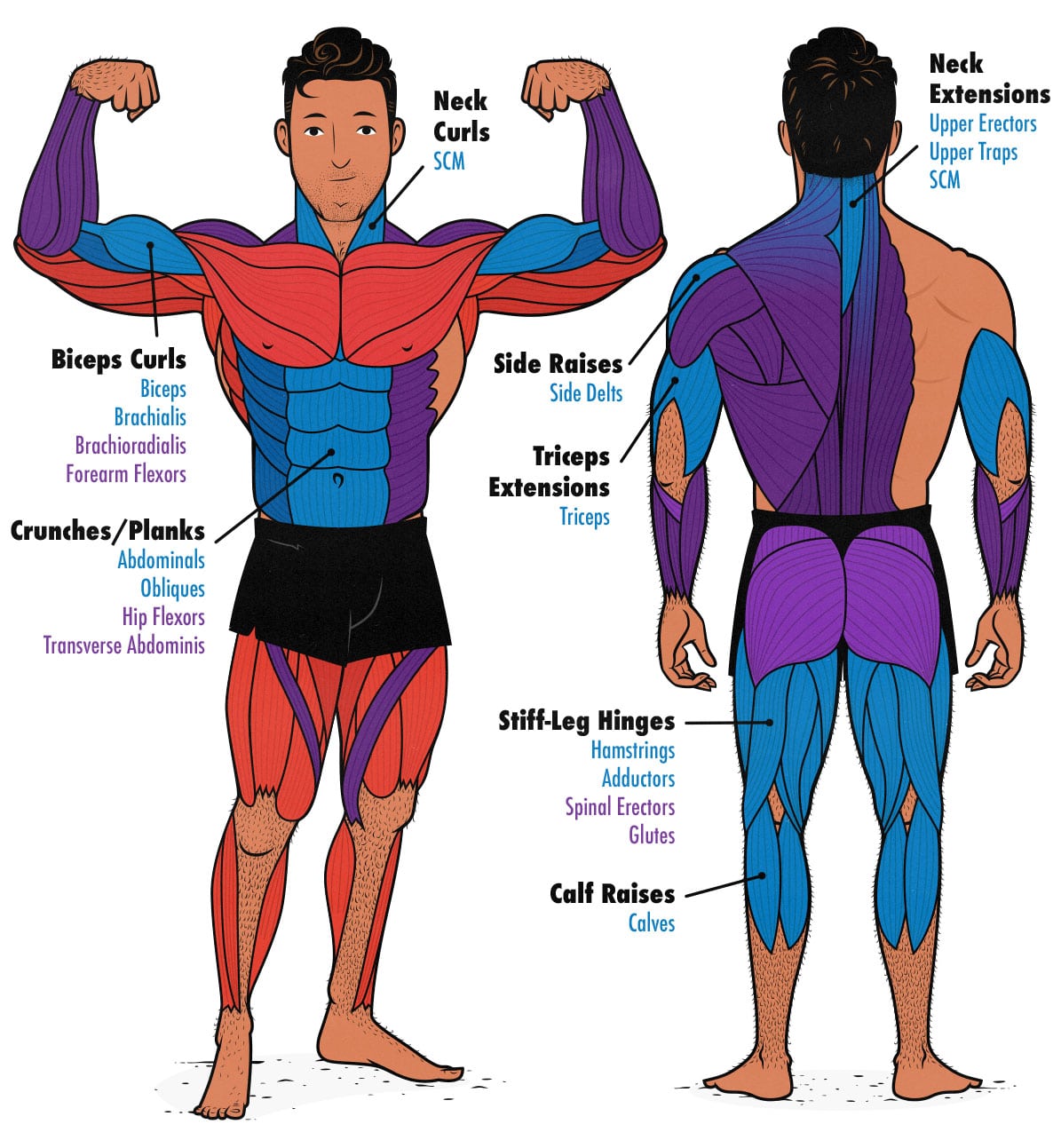 Diagram showing the muscles worked by isolation lifts when lifting weights.