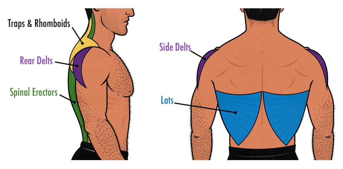 Diagram showing which muscles make your back thick vs wide when bodybuilding.