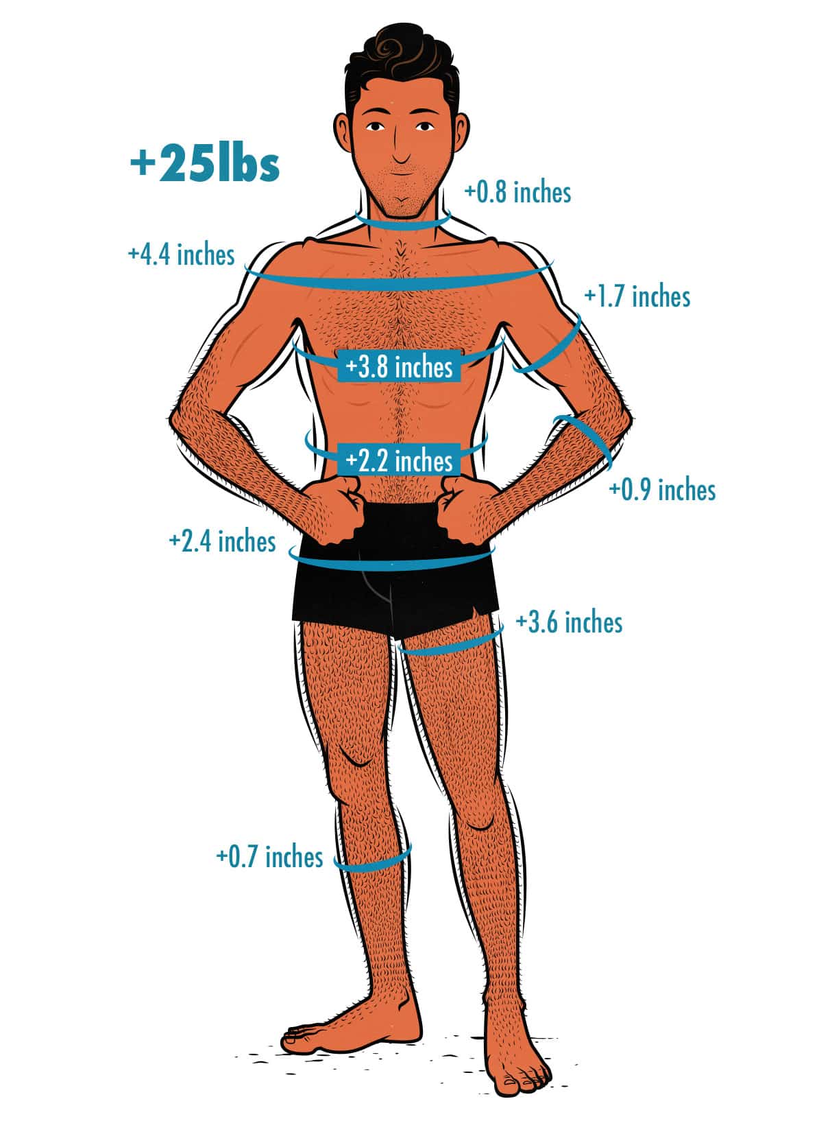 Diagram showing average measurement increases from bulking with the Bony to Beastly Program.