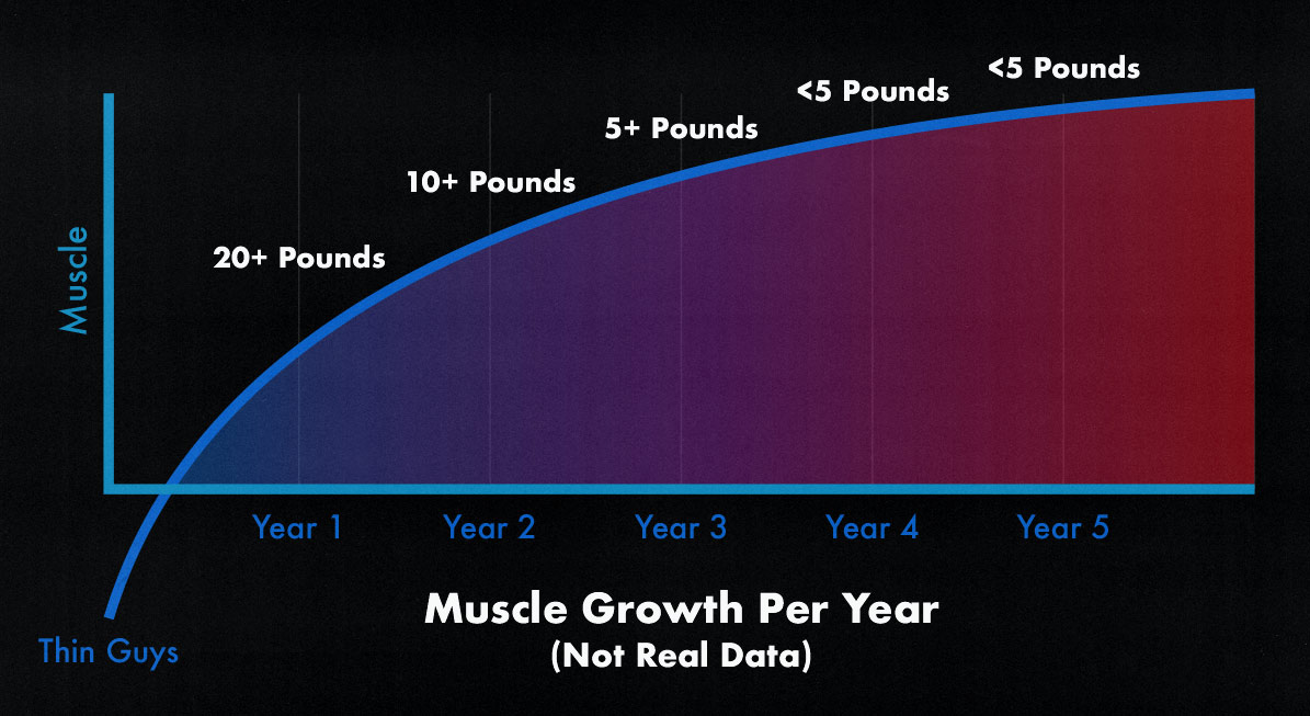 Diagram showing how much muscle skinny guys can expect to gain per year.