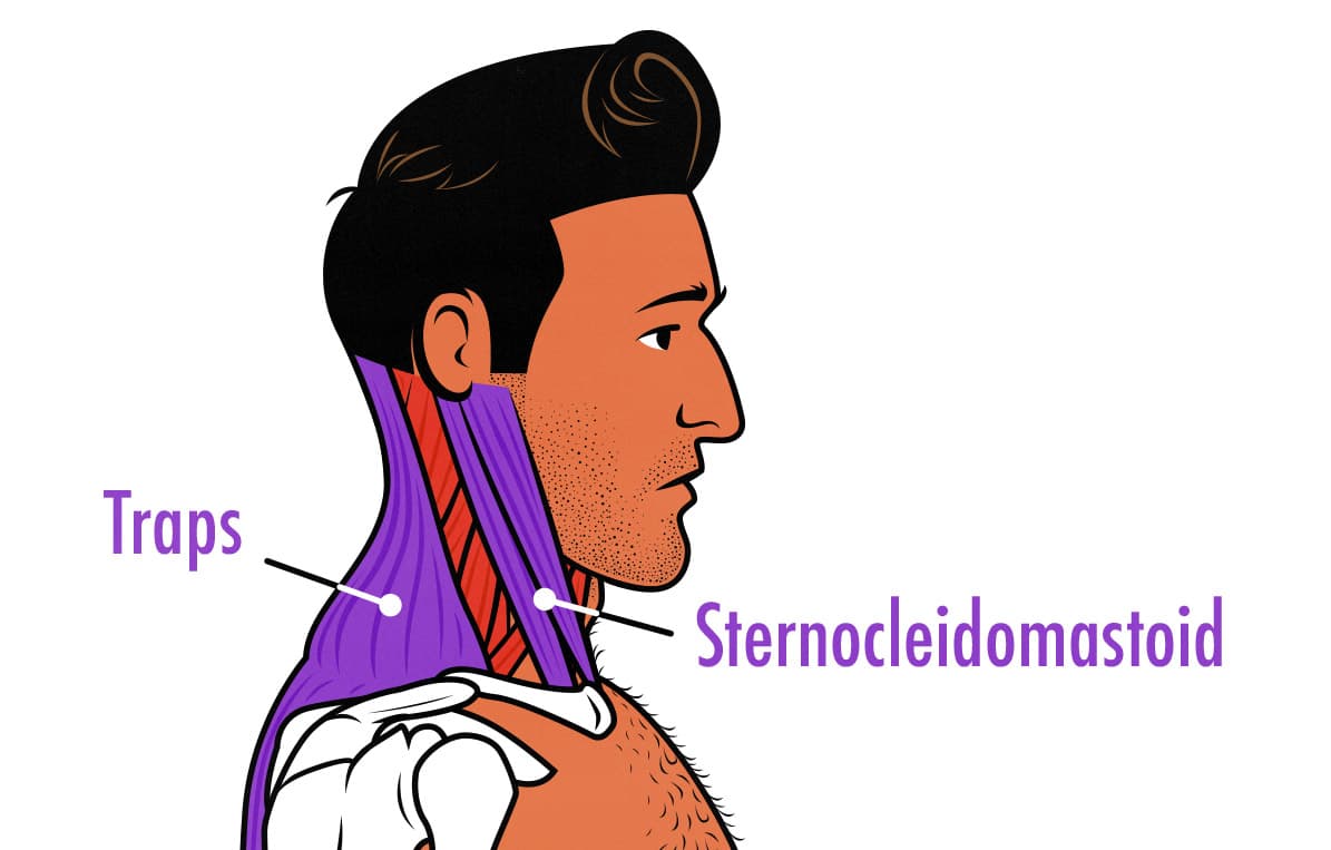 Illustration diagram showing the two most prominent neck muscles: the trapezius muscles and the sternocleidomastoid muscles.