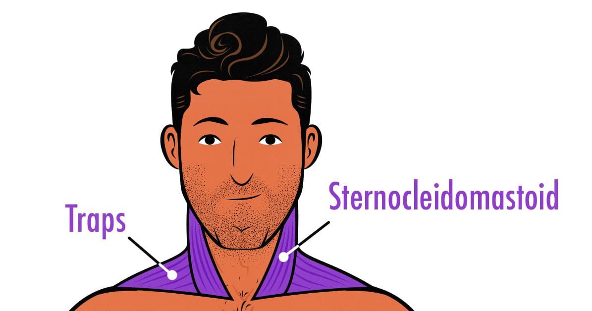 Illustration diagram showing how the traps and sternocleidomastoid make the neck thicker.