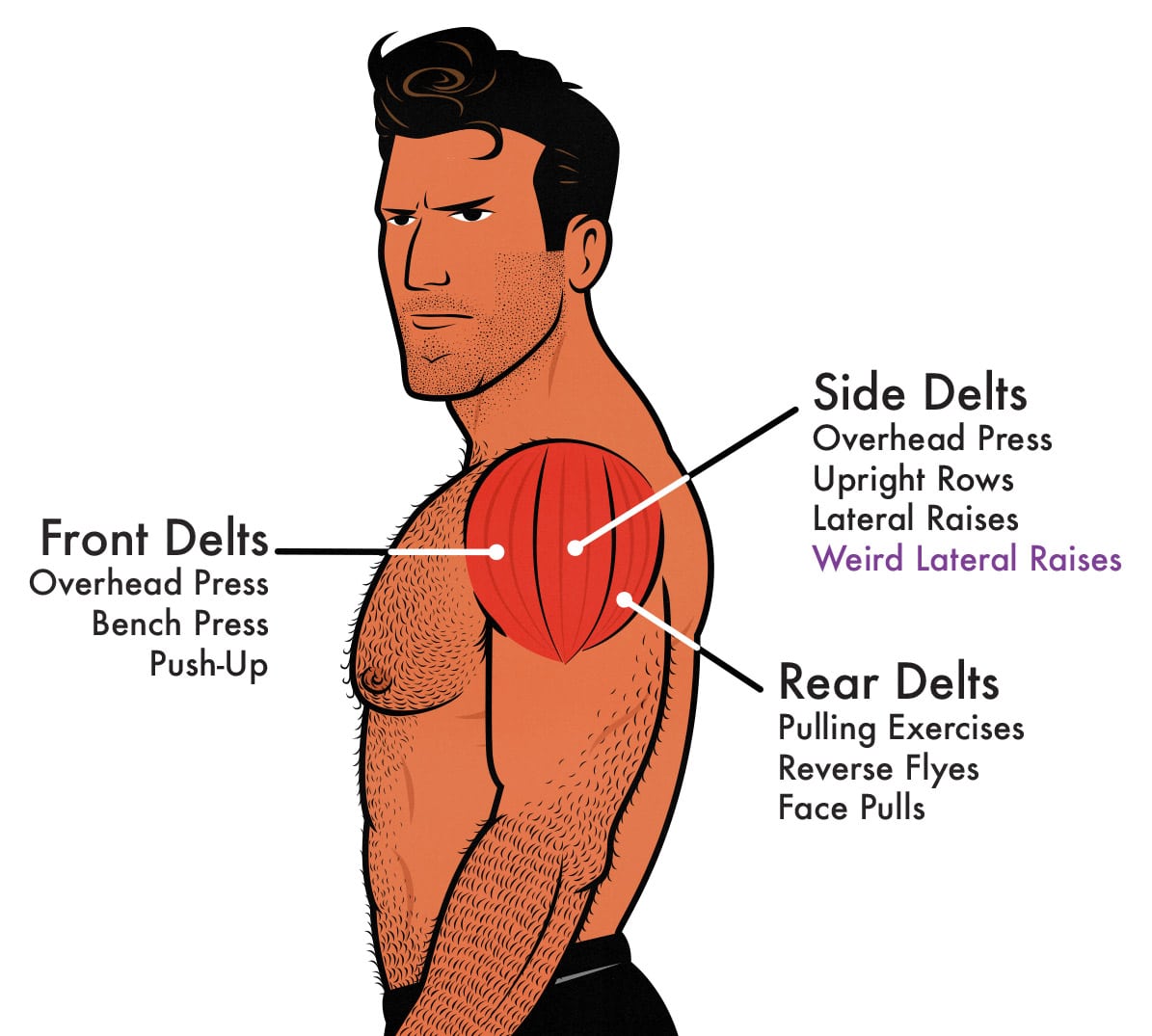Anatomy diagram showing the side delt muscle (medial deltoid, lateral deltoid) and the exercises that stimulate it.