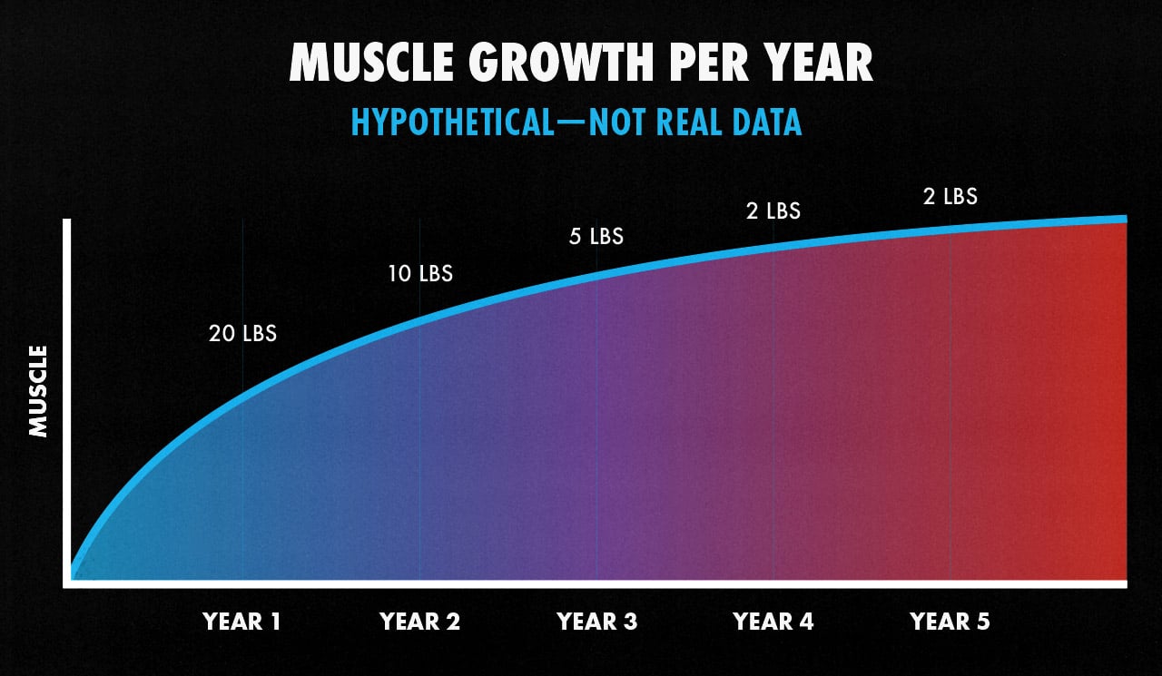 Graph showing how much muscle the average man can expect to gain per year.