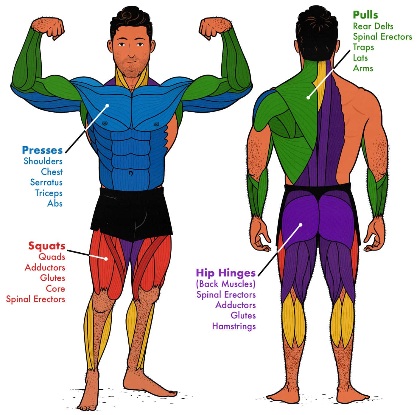 Diagram showing the best compound exercises and what muscles they work.