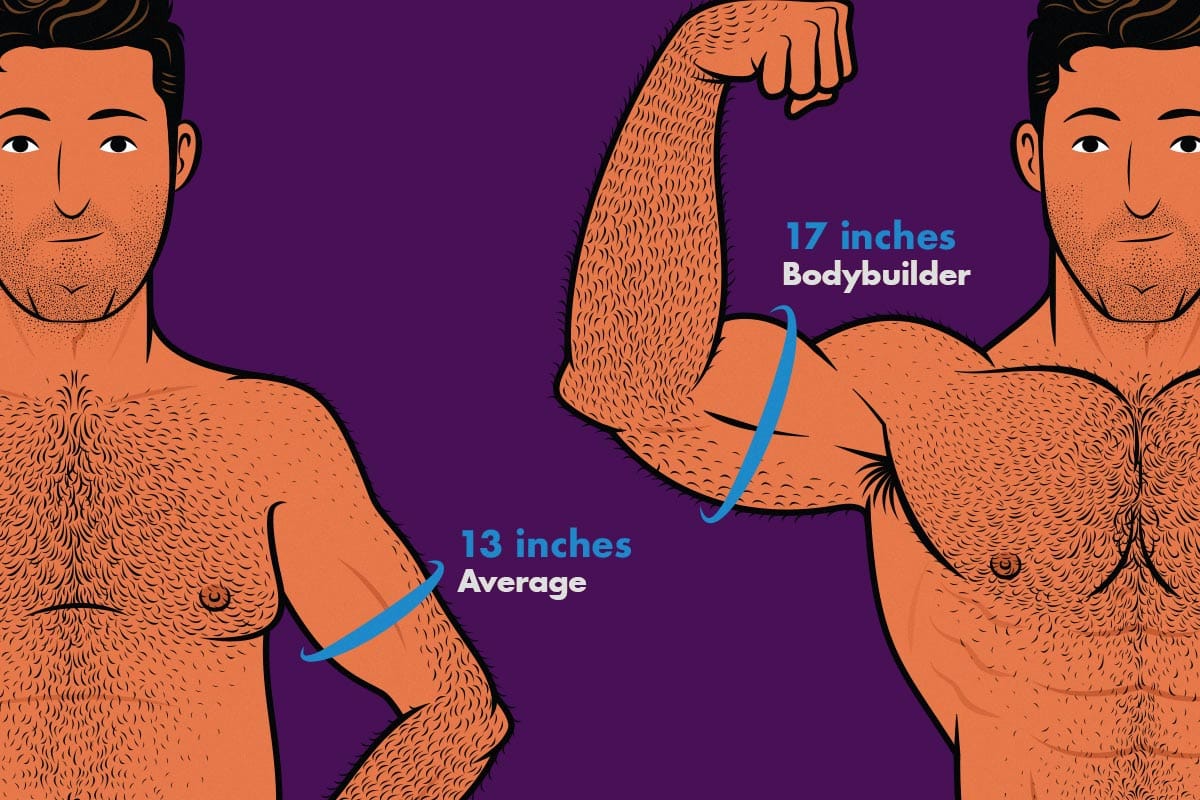 Average Arm Size, How To Get Bigger Arms