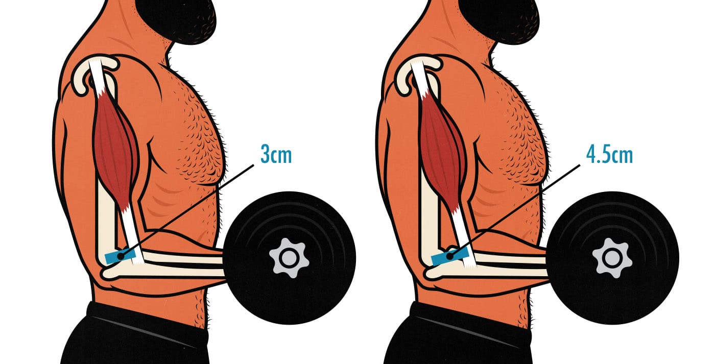 Diagram showing how muscle insertions impact our strength genetics.