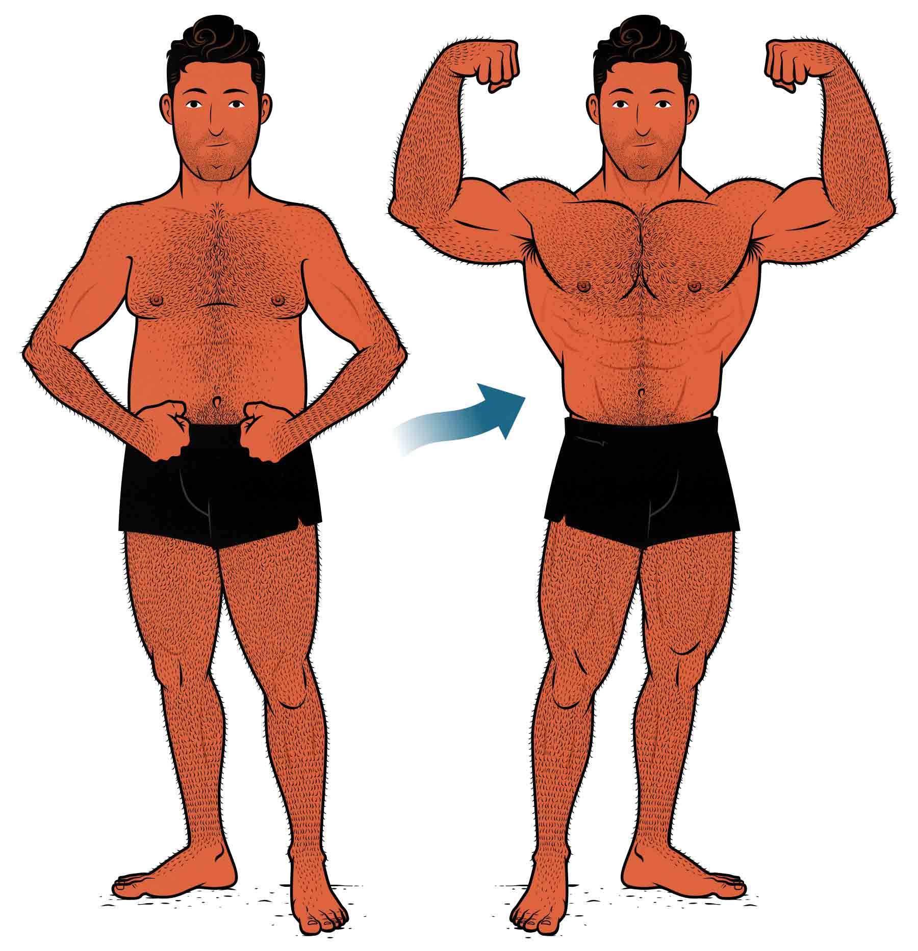 Before and after illustration of a bodybuilder bulking and cutting.