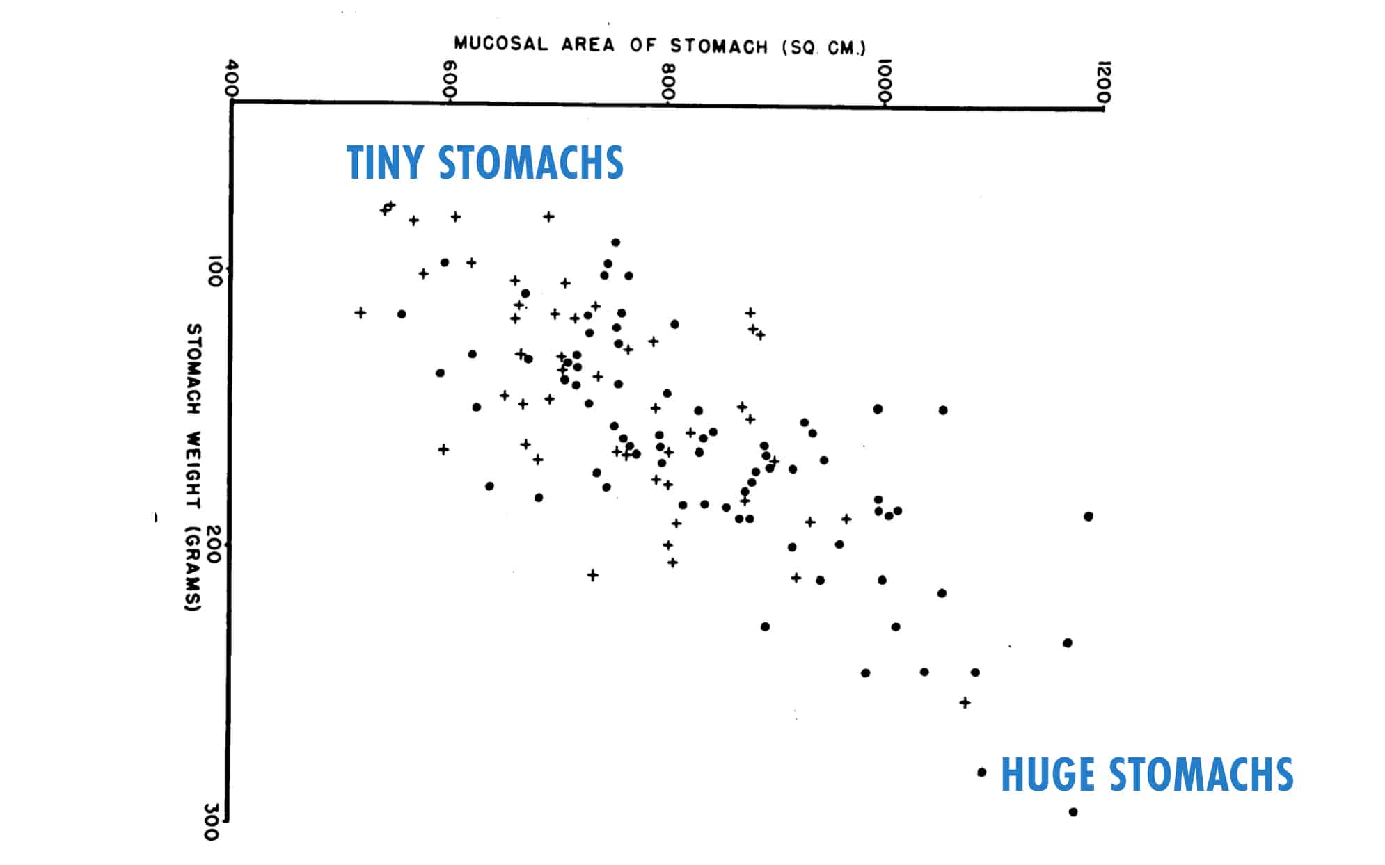 Study graph showing that skinny people often have smaller stomachs.
