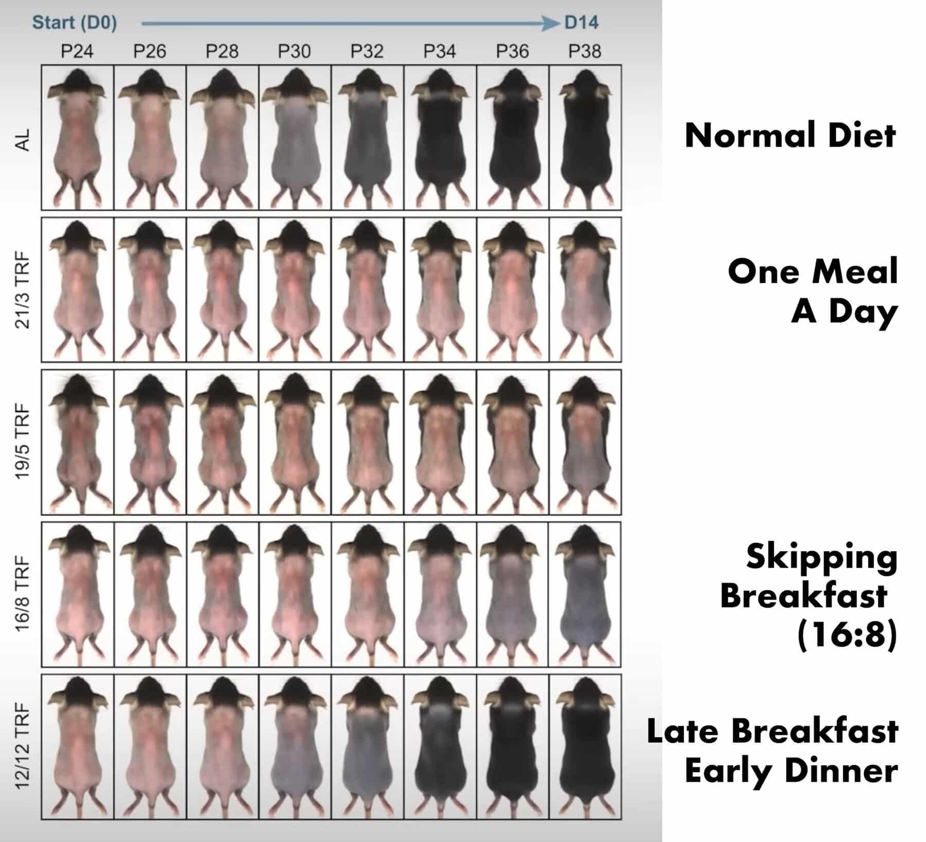 Study graph showing that intermittent fasting can cause hair loss in mice.