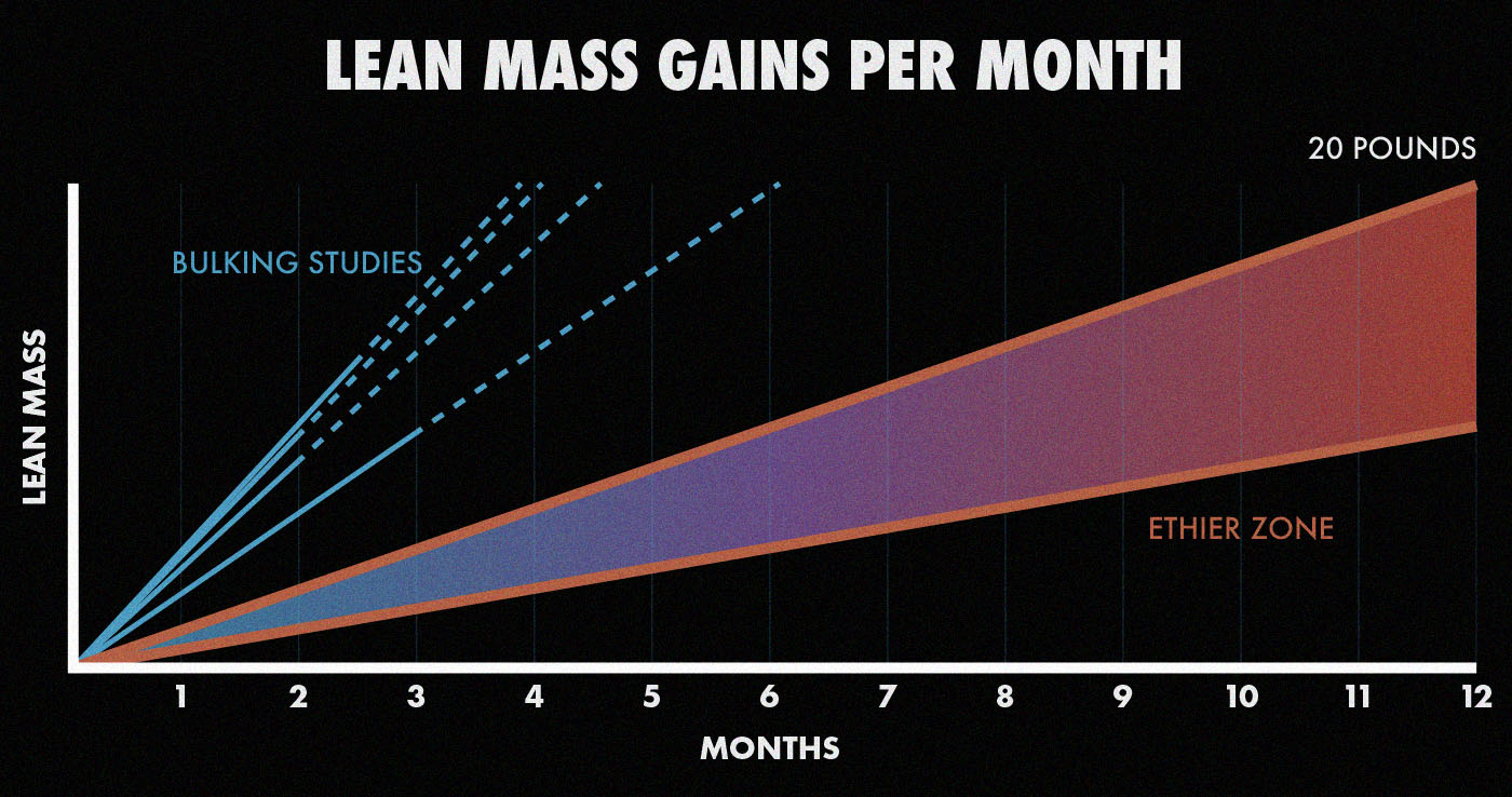 Graph showing how much muscle bulking studies predict you can gain per month.