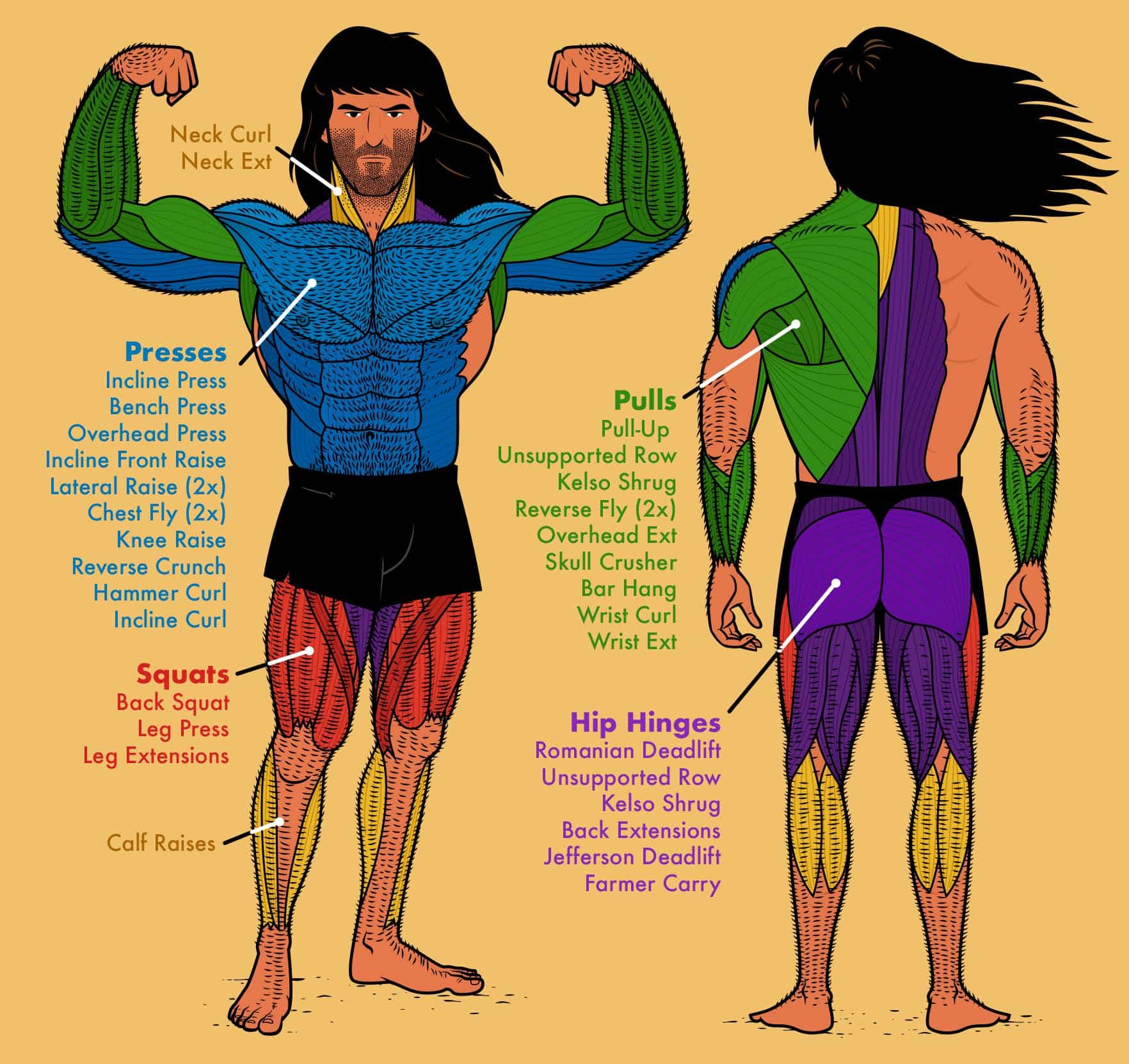 Illustration by Shane Duquette showing the exercises in the Commando Program, organized by muscle group.