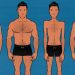 Men with different body shapes, levels of muscularity, and degrees of leanness. Illustrated by Shane Duquette.